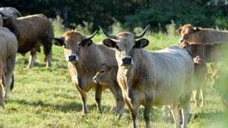 La décapitalisation bovine a ralenti en France durant l'été 2023, notamment en raison d'une meilleure production fourragère qu'en 2022, estime l'Idele. La décapitalisation bovine a ralenti en France durant l'été 2023, notamment en raison d'une meilleure production fourragère qu'en 2022, estime l'Idele.